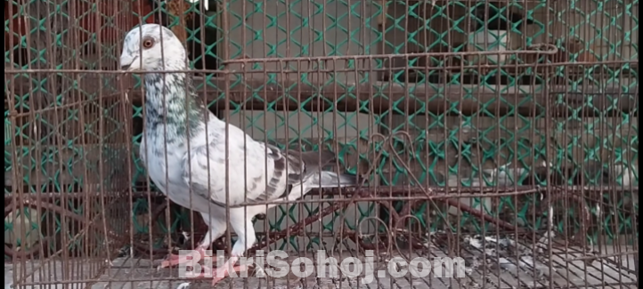 হাফসান গ্রিজেল নর কবুতর